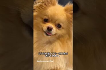 大沼晶保 今日のぷぐまるクン♪ Instagram 櫻坂46