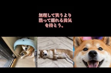 【柴犬飼い主55歳】柴犬から教わる。