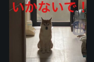 【柴犬飼い主55歳柴】飼い主を　見送る柴犬の悲しい声。