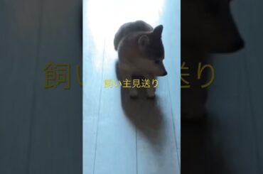 柴犬くまころー　#飼い主55歳