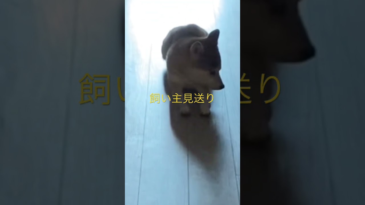 柴犬くまころー #飼い主55歳 柴犬くまころー #飼い主55歳