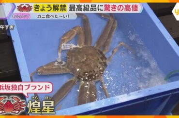冬の味覚の王様『ズワイガニ』漁が6日解禁　最高級品に驚きの値段が!?　兵庫・浜坂漁港で初セリ