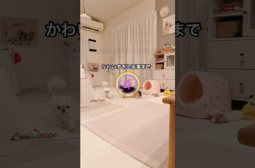 【インスタ190万回再生】人間みたいな返事をする犬うにちゃん。 #癒し #チワワ #ほのぼの #平和 #しゃべる犬 #ほっこり