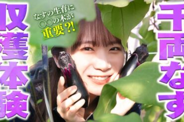 岡山県を代表するブランド野菜「千両なす」を秋元真夏が収穫体験！