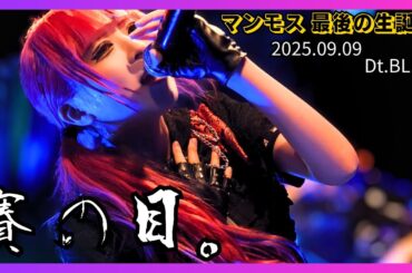 【アイドル】賽の目。 マンモス最後の生誕祭 20250909【名古屋】