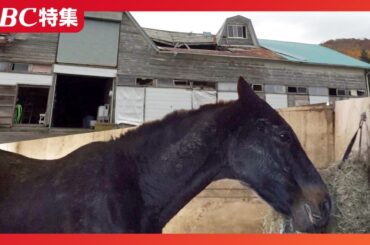 『ザ・ロイヤルファミリー』舞台の地でもう一つのドラマ…引退競走馬の老朽厩舎を救え！「ネコパンチ」らが暮らす北海道の養老牧場、クラファンで目標額を大幅達成