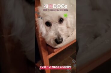 『#初恋DOGs』メイキング🎬撮影合間に愛子(#清原果耶)の上に乗るサクラ🐶‪