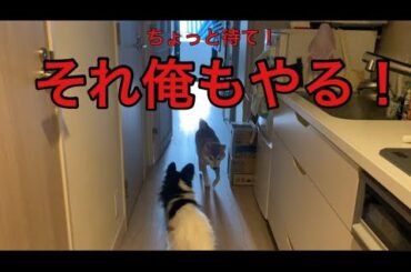 今日は来ないの？…と思ったら、ヤキモチ全開でダッシュしてきた柴犬　
