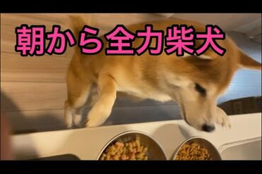 【柴犬飼い主55歳】月曜日の柴犬、やる気が違う。