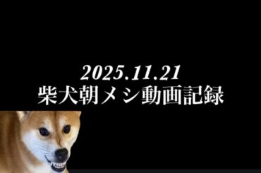 【柴犬飼い主55歳】柴犬の朝メシ動画記録。