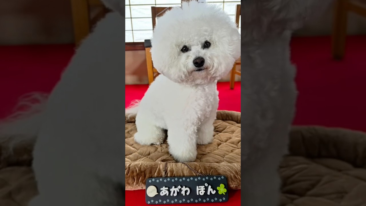 『ムサシノ輪舞曲』特別動画~ポンちゃんメモリー編~【最終回】6/21(土)よる11:30~放送! 『ムサシノ輪舞曲』特別動画~ポンちゃんメモリー編~【最終回】6/21(土)よる11:30~放送!