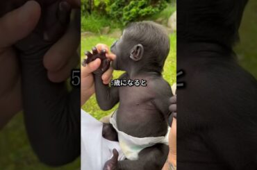 チンパンジーをペットとして飼わない理由