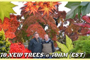 10 RARE Japanese Maples & Dwarf Trees for Sale! (Black Hole, Gossamer, Phoenix)