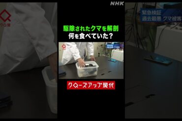 駆除されたクマを解剖 人里で何を食べていた？【クロ現】| NHK | #shorts