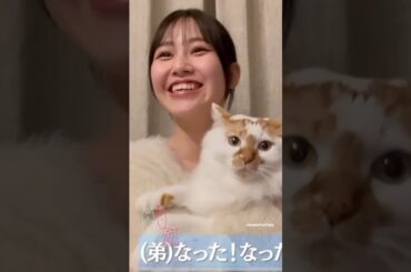 櫻坂46 の猫たち♩まとめ Montagem Miau Sakurazaka46