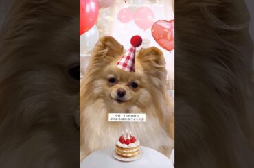 大沼晶保 今日11月28日はぷぐまるクンの誕生日です♪櫻坂46