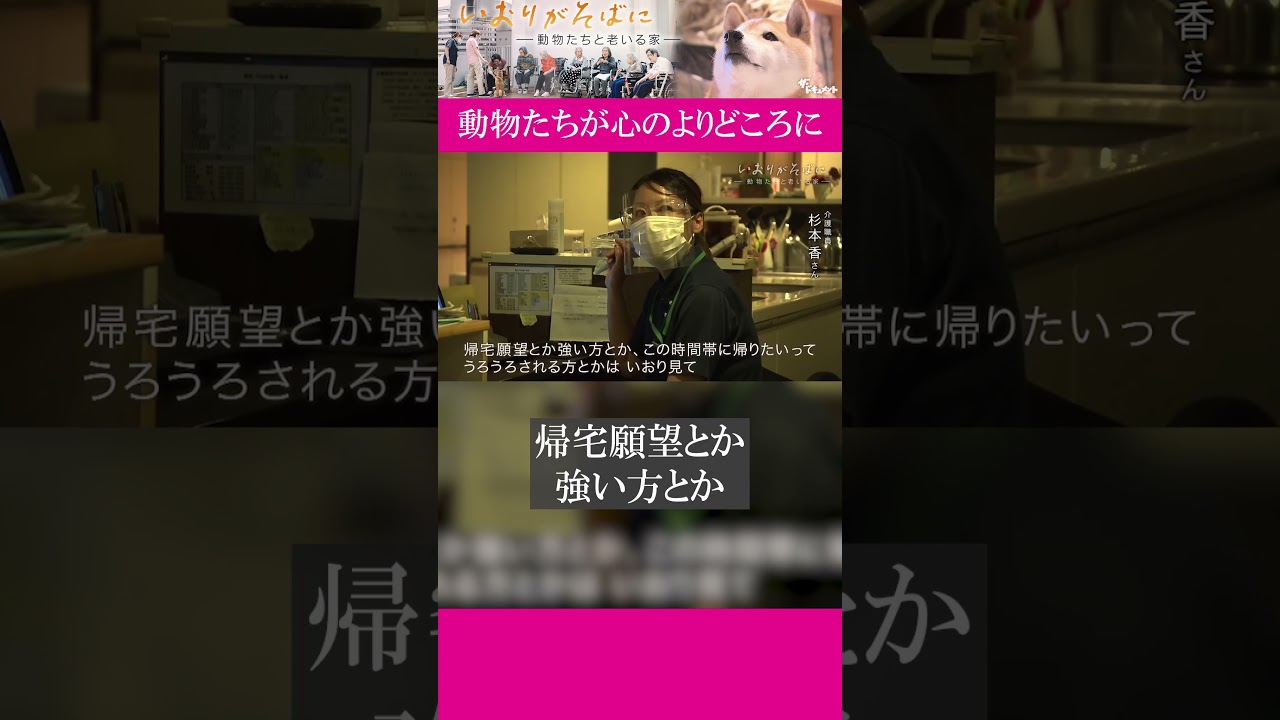 特別養護老人ホーム「加賀屋の森」では高齢者たちが、犬や猫と一緒に暮らしています。動物たちが心のよりどころに…|#いおりがそばに#ドキュメンタリー #ザ・ドキュメント#shorts 特別養護老人ホーム「加賀屋の森」では高齢者たちが、犬や猫と一緒に暮らしています。動物たちが心のよりどころに…|#いおりがそばに#ドキュメンタリー #ザ・ドキュメント#shorts