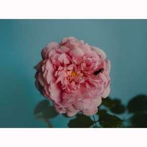 Perfumer Hがジェンダーレスで型破りな香りの“オードパルファン・ローズ ウィズ インセクト”を全国発売！