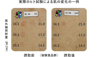 実際のヒト試験による肌の変化の一例