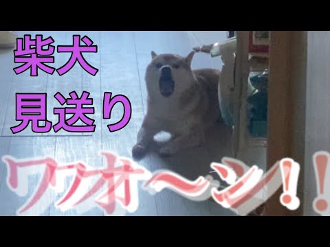 【柴犬飼い主55歳】6歳になった柴犬の朝の見送り風景。 【柴犬飼い主55歳】6歳になった柴犬の朝の見送り風景。
