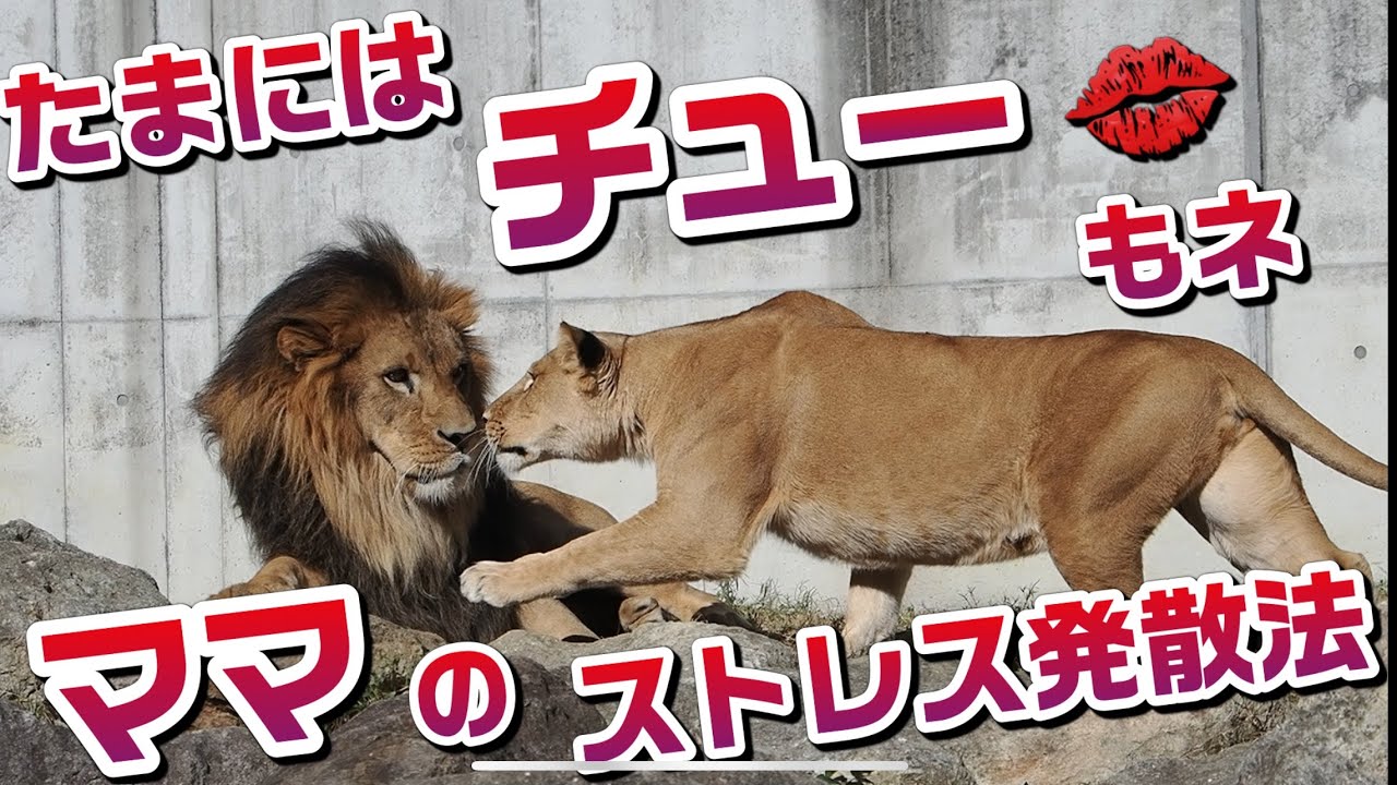 たまにはチュー💋もネ【ママのストレス発散法】 #のんほいパーク #シルク #三つ子 #ライオン #アース #旭山動物園 #桐生が岡動物園 #安佐動物園 #茶臼山動物園 #lion #キス #愛情 たまにはチュー💋もネ【ママのストレス発散法】 #のんほいパーク #シルク #三つ子 #ライオン #アース #旭山動物園 #桐生が岡動物園 #安佐動物園 #茶臼山動物園 #lion #キス #愛情