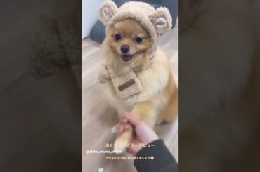 大沼晶保 ぷぐまるマフラーデビュー♪櫻坂46