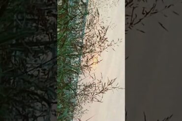 #空野青空 #バズれ