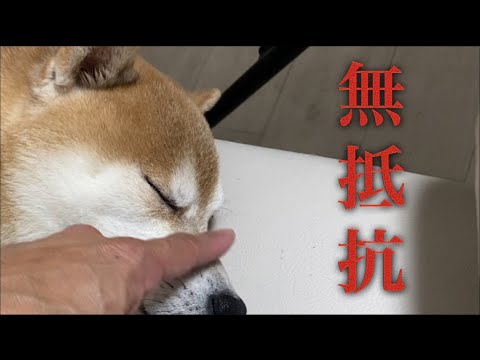【柴犬飼い主55歳】普段、中々触らせない犬が無抵抗になる。 【柴犬飼い主55歳】普段、中々触らせない犬が無抵抗になる。