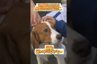 【大谷翔平】一緒にお散歩のデコピン‼️最後賢いデコピンと☺️【デコピン】#コメント見てね #大谷翔平 #mlb #baseball #デコピン