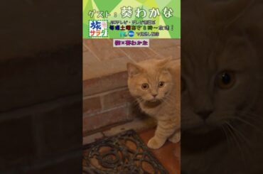 【旅サラダ】 #葵わかな さんが佐賀で可愛い猫と器たちとの出会いが🍚🐈 #旅サラダ #shorts