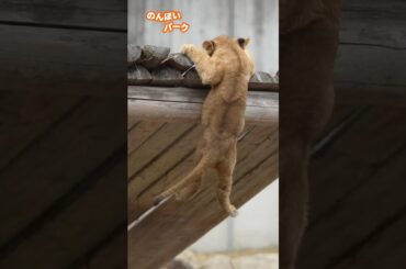 絶体絶命！アルの危機一髪⚠️のんほいパークライオン#shorts #lion #baby