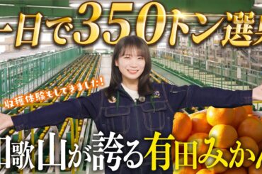 秋元真夏が和歌山県へ！適度な甘みと酸味のバランスが良い有田みかんを収穫体験！