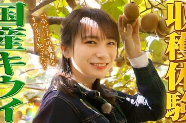 丹精込めて作った「紀の姫キウイフルーツ」を秋元真夏が収穫体験！