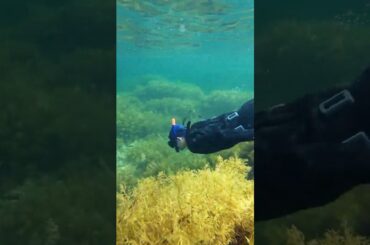 水の中は別世界！兵庫県で透き通る群青の世界を体験 #shorts #竹野スノーケルセンター #シュノーケリング