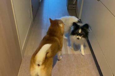 【柴犬飼い主55歳】玄関まで飼い主を見送りに来なかった犬が今朝はきた！