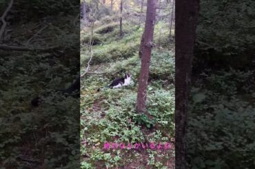猫と散歩　北欧のブルーベリーの森で、なんと…！