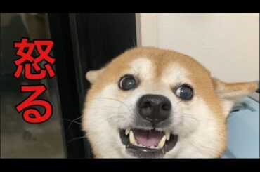 【柴犬飼い主55歳】柴犬のしつけ　こんなはずじゃなかったのに！