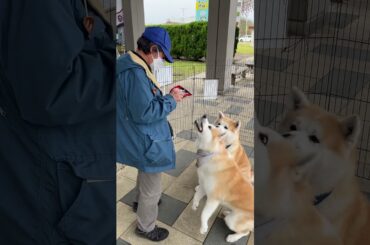 【秋田犬のお出迎え】あきたいぬ大館能代空港長「煉翠（れんすい）くん&月花（るか）ちゃん」🐾いつもありがとう💕 2025.10.18 #秋田犬 #akita #大館能代空港