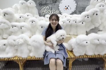 🍑伊藤百花1stフォトブック『百花ずかん。』ビションフリーゼに囲まれて、とびきりの笑顔を見せる #いともも ちゃん🐩