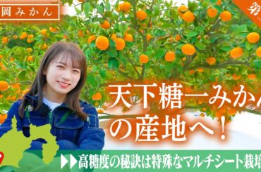 秋元真夏がみかん通の方も唸る甘味と酸味の調和した濃厚な味わいの静岡みかん「天下糖一みかん」を収穫体験！【第二弾】