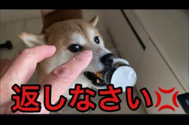 【柴犬飼い主55歳】返しなさい！飼い主の言う事をきかない犬。