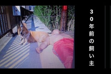 【柴犬飼い主55歳】あれから30年が経ちました。