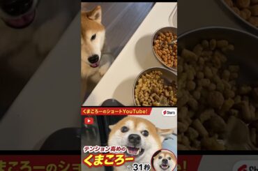 早くメシだせ！　柴犬　#くまころー　#ポイポイポー君三世　#犬好きと繋がりたい