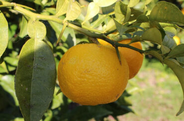 今年も北川村のゆずの季節がやってきた