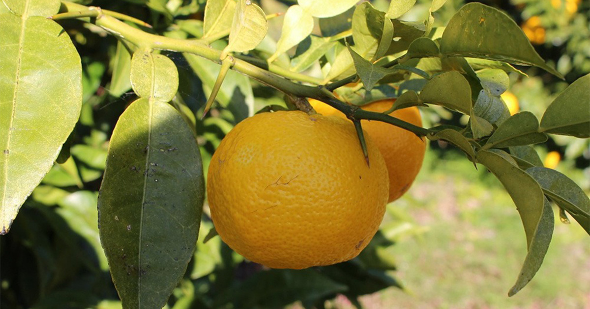今年も北川村のゆずの季節がやってきた