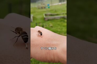 ハチ刺されの対処法