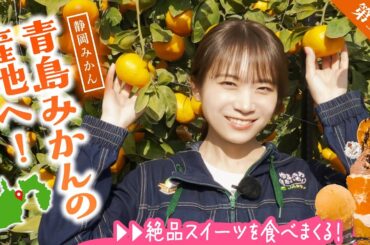 秋元真夏が駿河湾を見渡す青島みかん畑へ！生産者の方の収穫期の1日のスケジュールとは！？青島みかんのジェラートやパフェもいただきました！