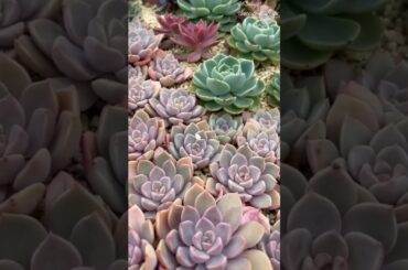 寒さに強い多肉☃️地植えにもお勧め多肉5選【多肉植物】sm138