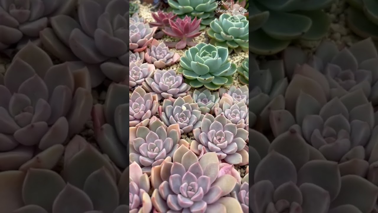 寒さに強い多肉☃️地植えにもお勧め多肉5選【多肉植物】sm138 寒さに強い多肉☃️地植えにもお勧め多肉5選【多肉植物】sm138