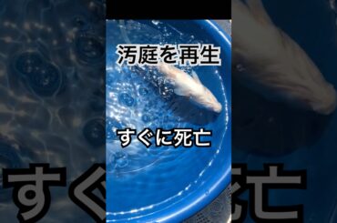 汚庭を再生しようと思ったら... #庭 #錦鯉 #shorts